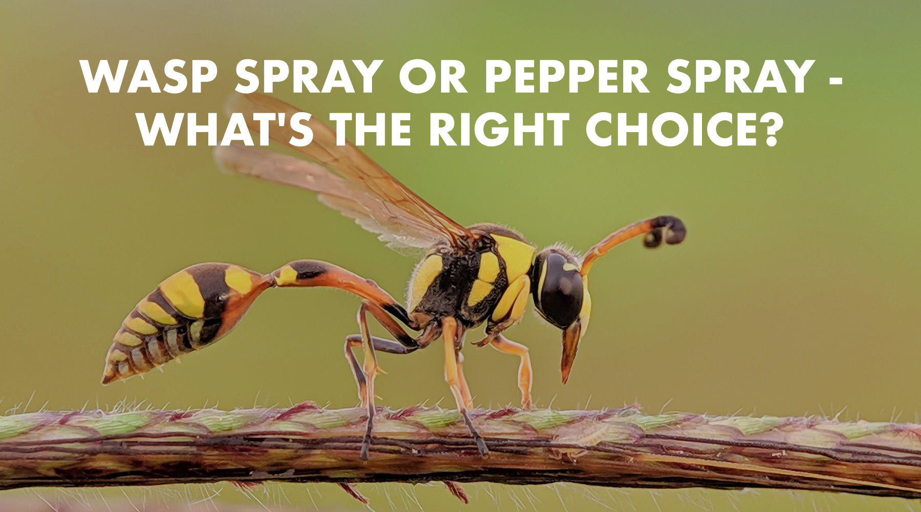 Wasp Spray or Pepper Spray - Can I Use Wasp Spray for Self-Defense