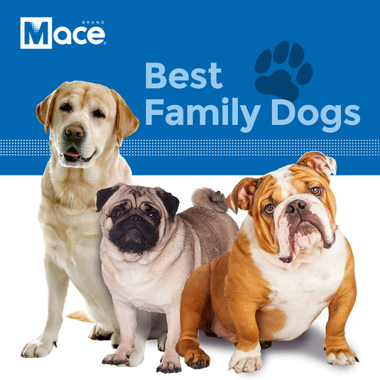 Top 5 Family Dogs - Number 2 May Surprise You