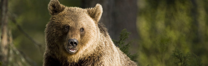 Be Prepared for Spring... & Bears!