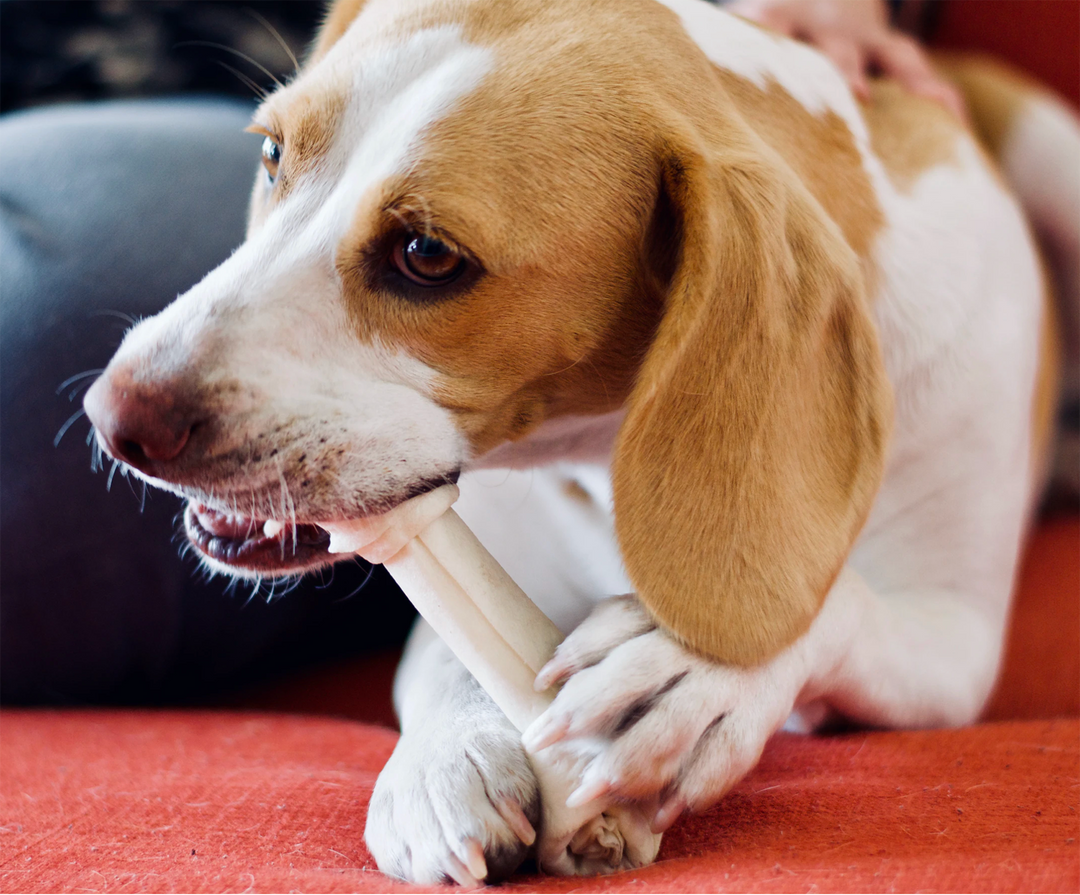 Where Dogs Attack Mail Carriers Most Often - Does Your City or State Rank High?