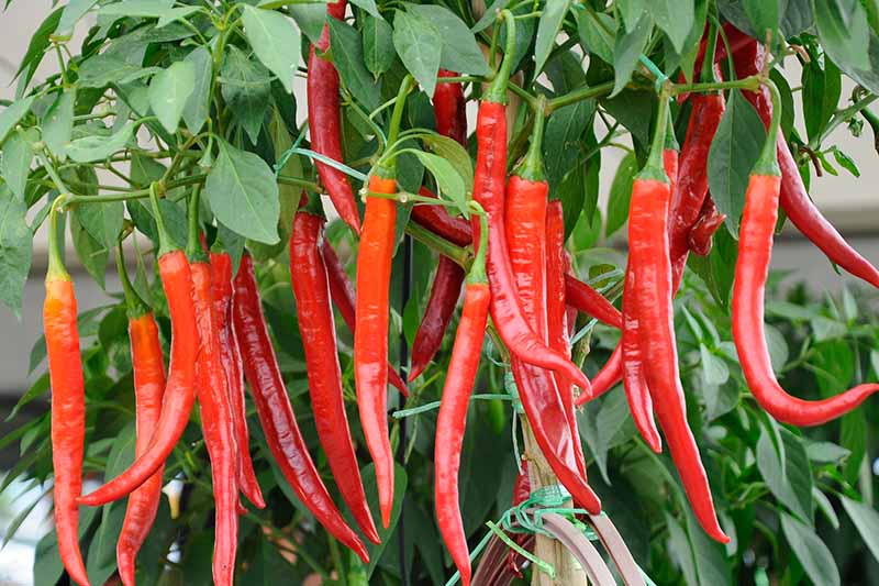 The Peppers of Pepper Spray - Plus Tips for Growing Your Own Peppers